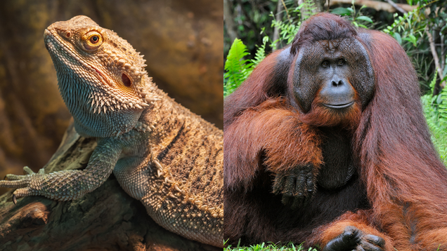 Illustration for article titled 6 Unlikely Animal Friendships And You Gotta Think They’re Fucking